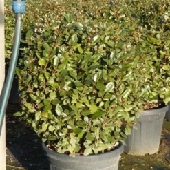 Olijfwilg Als Bol (Elaeagnus Ebbingei 'Compacta') -Exporteren Tuin Zorgzaam Winkel olijfwilg bollen 6070cm 5