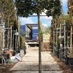 Olijfwilg Halfstam Als Leiboom (Elaeagnus Ebbingei) -Exporteren Tuin Zorgzaam Winkel olijfwilg leivorm