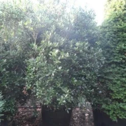 Schijnhulst (Osmanthus Heterophyllus) -Exporteren Tuin Zorgzaam Winkel osmanthus heterophyllus 175 200 c160 extra 1