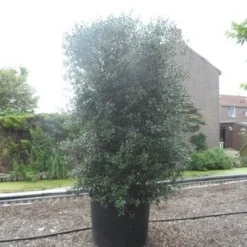 Schijnhulst (Osmanthus Heterophyllus) -Exporteren Tuin Zorgzaam Winkel osmanthus heterophyllus 250 300 c350