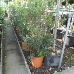 Schijnhulst (Osmanthus Heterophyllus) -Exporteren Tuin Zorgzaam Winkel osmanthus heterophyllus c10 2