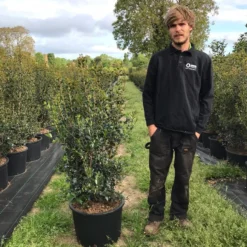 Schijnhulst (Osmanthus Heterophyllus) -Exporteren Tuin Zorgzaam Winkel osmanthus heterophyllus h100120cm 2