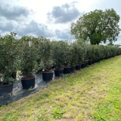 Schijnhulst (Osmanthus Heterophyllus) -Exporteren Tuin Zorgzaam Winkel osmanthus heterophyllus h120140cm 1 2