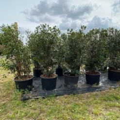 Schijnhulst (Osmanthus Heterophyllus) -Exporteren Tuin Zorgzaam Winkel osmanthus heterophyllus h120140cm 2 1