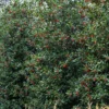 Amerikaanse Hulst (Ilex 'Nellie R Stevens') -Exporteren Tuin Zorgzaam Winkel phbe08301