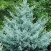 Cipres (Cupressus Arizonica 'Glauca') -Exporteren Tuin Zorgzaam Winkel phbe08466b