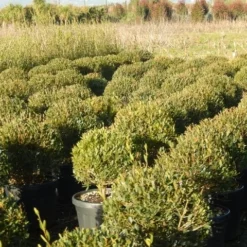 Steenlinde Als Bol (Phillyrea Angustifolia) 14 Steenlinde Als Bol (Phillyrea Angustifolia) -Exporteren Tuin Zorgzaam Winkel phillyrea angustifolia 1