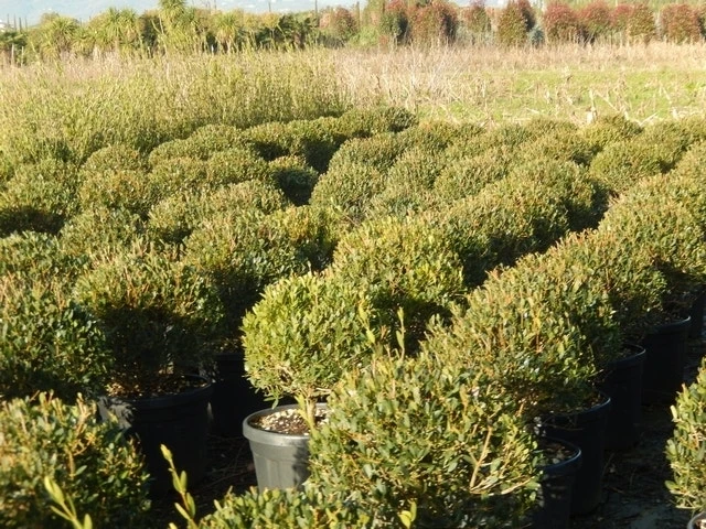 Steenlinde Als Bol (Phillyrea Angustifolia) 8 Steenlinde Als Bol (Phillyrea Angustifolia) - Afbeelding 7