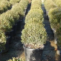 Steenlinde Als Bol (Phillyrea Angustifolia) 13 Steenlinde Als Bol (Phillyrea Angustifolia) -Exporteren Tuin Zorgzaam Winkel phillyrea angustifolia 3