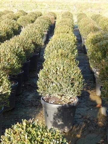 Steenlinde Als Bol (Phillyrea Angustifolia) 7 Steenlinde Als Bol (Phillyrea Angustifolia) - Afbeelding 6