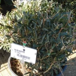 Steenlinde Als Bol (Phillyrea Angustifolia) 11 Steenlinde Als Bol (Phillyrea Angustifolia) -Exporteren Tuin Zorgzaam Winkel phillyrea angustifolia bol