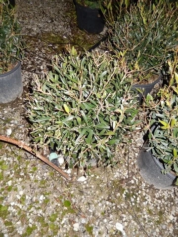 Steenlinde Als Bol (Phillyrea Angustifolia) 4 Steenlinde Als Bol (Phillyrea Angustifolia) - Afbeelding 3