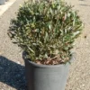 Steenlinde Als Bol (Phillyrea Angustifolia) -Exporteren Tuin Zorgzaam Winkel phillyrea angustifolia bol 2