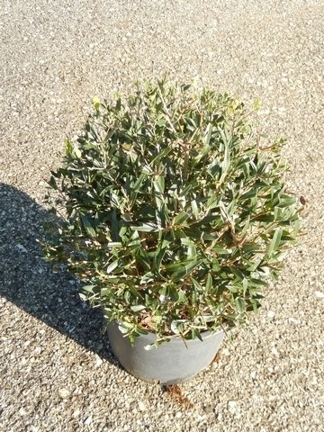 Steenlinde Als Bol (Phillyrea Angustifolia) 3 Steenlinde Als Bol (Phillyrea Angustifolia) - Afbeelding 2