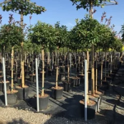 Glansmispel Op Stam (Photinia Fraseri 'Red Robin') -Exporteren Tuin Zorgzaam Winkel photinia 120 140cm stam 2