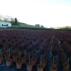 Glansmispel Op Stam (Photinia Fraseri 'Carré Rouge') -Exporteren Tuin Zorgzaam Winkel photinia carre rouge