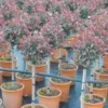 Glansmispel Op Stam (Photinia Fraseri 'Carré Rouge') -Exporteren Tuin Zorgzaam Winkel photinia carre rouge