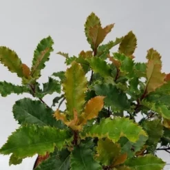 Glansmispel (Photinia Serratifolia ‘Crunchy’) -Exporteren Tuin Zorgzaam Winkel photinia fraseri crunchy week 22 detail 1600x1200 1