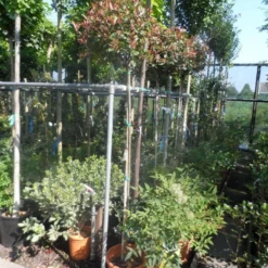 Glansmispel Op Stam (Photinia Fraseri 'Little Red Robin') -Exporteren Tuin Zorgzaam Winkel photinia fraseri little red robin 150stam c20