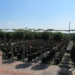 Glansmispel Op Stam (Photinia Fraseri 'Little Red Robin') -Exporteren Tuin Zorgzaam Winkel photinia fraseri little red robin halfstam