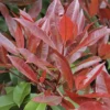 Glansmispel Als Leivorm (Photinia Fraseri 'Red Robin') -Exporteren Tuin Zorgzaam Winkel photinia fraseri red robin01 3 1