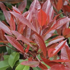Glansmispel Meeneemhaag (Photinia Fraseri 'Red Robin') -Exporteren Tuin Zorgzaam Winkel photinia fraseri red robin01 4 1