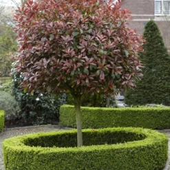 Glansmispel Als Boom (Photinia Fraseri 'Red Robin') -Exporteren Tuin Zorgzaam Winkel photinia fraseri red robin02