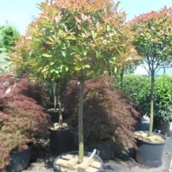 Glansmispel Op Stam (Photinia Fraseri 'Red Robin') -Exporteren Tuin Zorgzaam Winkel photinia fraseri red robin 100 120stam c110 extra