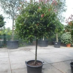 Glansmispel Op Stam (Photinia Fraseri 'Red Robin') -Exporteren Tuin Zorgzaam Winkel photinia fraseri red robin 100stam c160 solitair