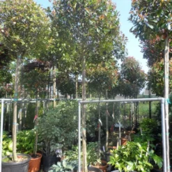 Glansmispel Als Boom (Photinia Fraseri 'Red Robin') -Exporteren Tuin Zorgzaam Winkel photinia fraseri red robin 12 14 16ho cont