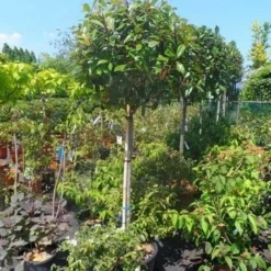 Glansmispel Op Stam (Photinia Fraseri 'Red Robin') -Exporteren Tuin Zorgzaam Winkel photinia fraseri red robin 120stam c50 extra