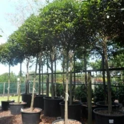 Glansmispel Als Boom (Photinia Fraseri 'Red Robin') -Exporteren Tuin Zorgzaam Winkel photinia fraseri red robin 18 20ho c160