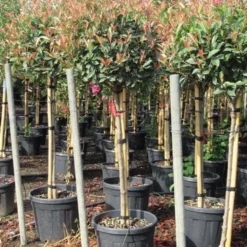Glansmispel Op Stam (Photinia Fraseri 'Red Robin') -Exporteren Tuin Zorgzaam Winkel photinia fraseri red robin halfstam 7