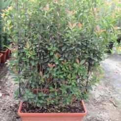 Glansmispel Als Leivorm (Photinia Fraseri 'Red Robin') -Exporteren Tuin Zorgzaam Winkel photinia fraseri red robin leivorm 80x120 1