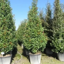 Glansmispel, Pyramide (Photinia Fraseri 'Red Robin' ) -Exporteren Tuin Zorgzaam Winkel photinia fraseri red robin piramide