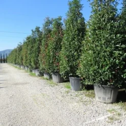 Glansmispel, Pyramide (Photinia Fraseri 'Red Robin' ) -Exporteren Tuin Zorgzaam Winkel photinia fraseri red robin piramide 2