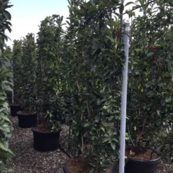 Glansmispel Als Leivorm (Photinia Fraseri 'Red Robin') -Exporteren Tuin Zorgzaam Winkel photinia lage leivorm c60