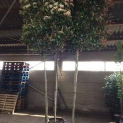 Glansmispel Als Leiboom (Photinia Fraseri 'Red Robin') -Exporteren Tuin Zorgzaam Winkel photinia lei 12 14cm