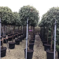 Glansmispel Op Stam (Photinia Fraseri 'Pink Marble') -Exporteren Tuin Zorgzaam Winkel photinia pink marble02
