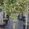 Glansmispel Op Stam (Photinia Fraseri 'Pink Marble') -Exporteren Tuin Zorgzaam Winkel photinia pink marble03