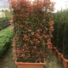 Glansmispel Meeneemhaag (Photinia Fraseri 'Red Robin') 2 Glansmispel Meeneemhaag (Photinia Fraseri 'Red Robin') -Exporteren Tuin Zorgzaam Winkel photinia r.robin compacta spalliera h120x80 fioriera 1 1