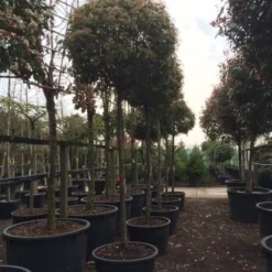Glansmispel Als Boom (Photinia Fraseri 'Red Robin') -Exporteren Tuin Zorgzaam Winkel photinia red robin 2025