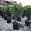 Meerstammige Glansmispel (Photinia Fraseri 'Red Robin') -Exporteren Tuin Zorgzaam Winkel photinia red robin c70 meerstammig