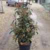 Glansmispel (Photinia 'Robusta Compacta') -Exporteren Tuin Zorgzaam Winkel photinia robusta compacta