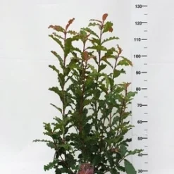 Glansmispel (Photinia Serratifolia ‘Crunchy’) -Exporteren Tuin Zorgzaam Winkel photinia serratifolia crunchy week 45 2019 1600x1200 1