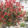 Glansmispel Op Stam (Photinia Fraseri 'Little Red Robin') -Exporteren Tuin Zorgzaam Winkel photinia x fraseri little red robin01 2
