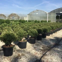 Glansmispel Als Bolvorm (Photinia Fraseri 'Carré Rouge') -Exporteren Tuin Zorgzaam Winkel photiniacarrerougebal01
