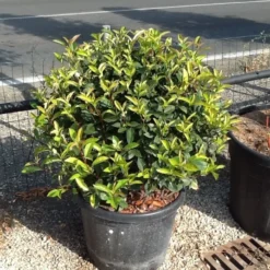 Glansmispel Als Bolvorm (Photinia Fraseri 'Carré Rouge') -Exporteren Tuin Zorgzaam Winkel photiniacarrerougebal02