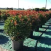 Glansmispel Als Bolvorm (Photinia Fraseri 'Carré Rouge') -Exporteren Tuin Zorgzaam Winkel photiniacarrerougebal03