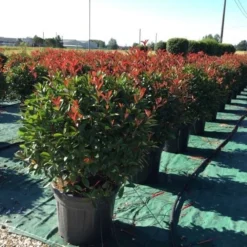 Glansmispel Als Bolvorm (Photinia Fraseri 'Carré Rouge')